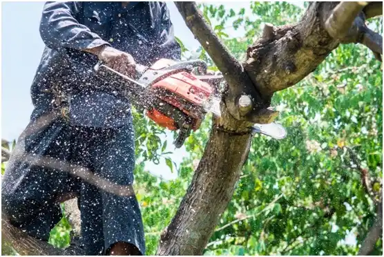 tree services SeaTac